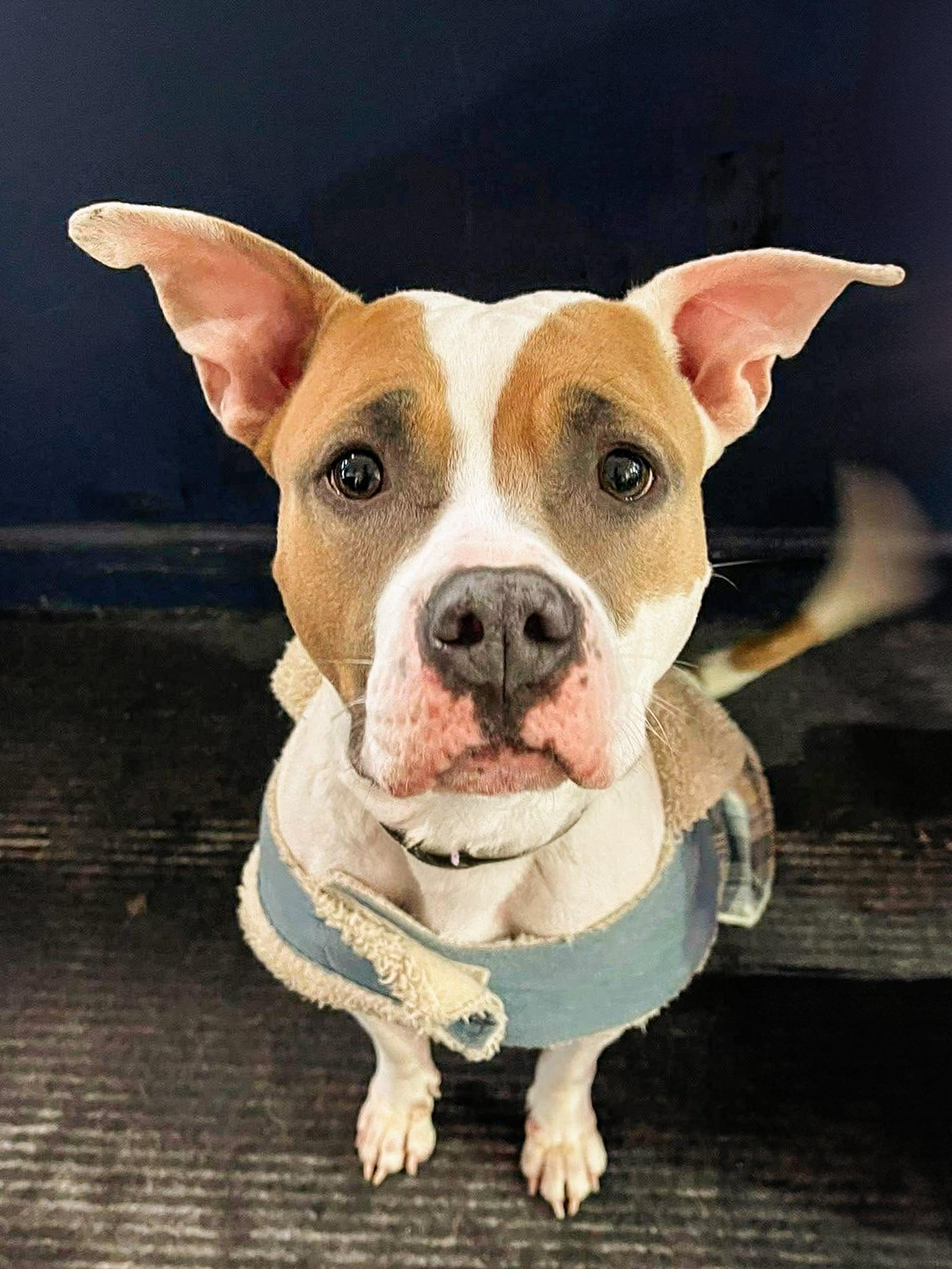 Enlarge Maribel , an adopted mixed breed in Buffalo, NY image 6/6