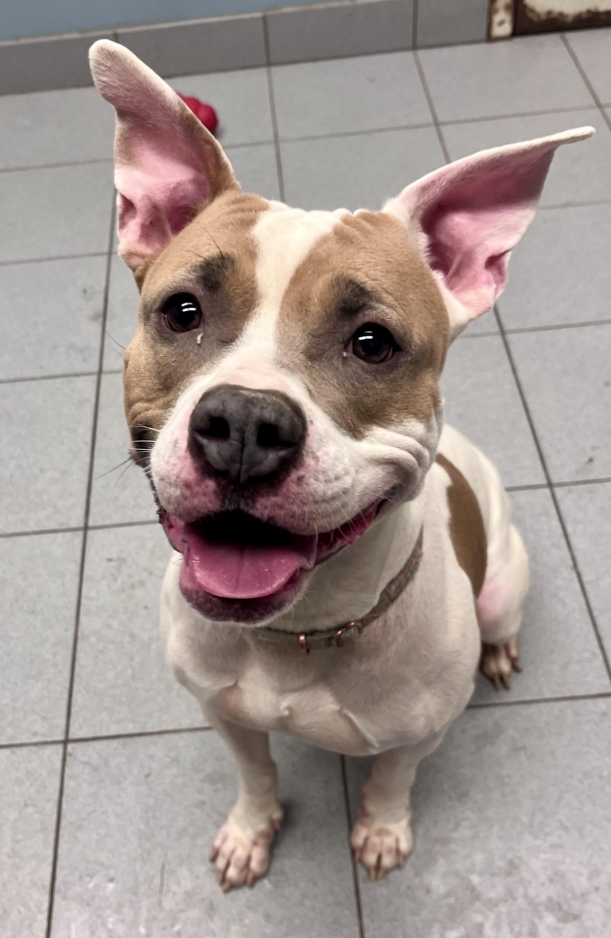 Marbel , a ADOPTABLE mixed breed in Buffalo, NY image 1/5