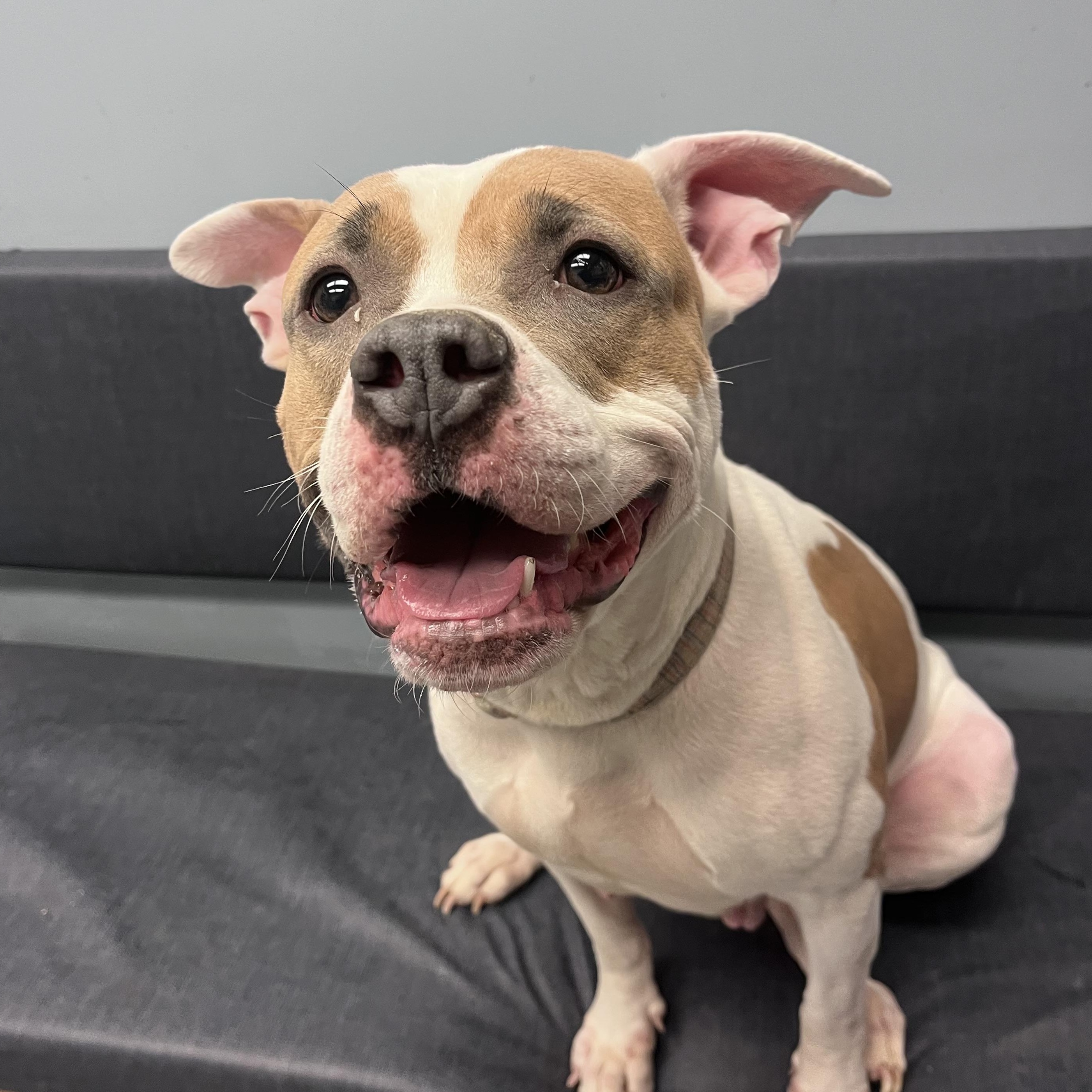 Marbel , a ADOPTABLE mixed breed in Buffalo, NY image 4/5