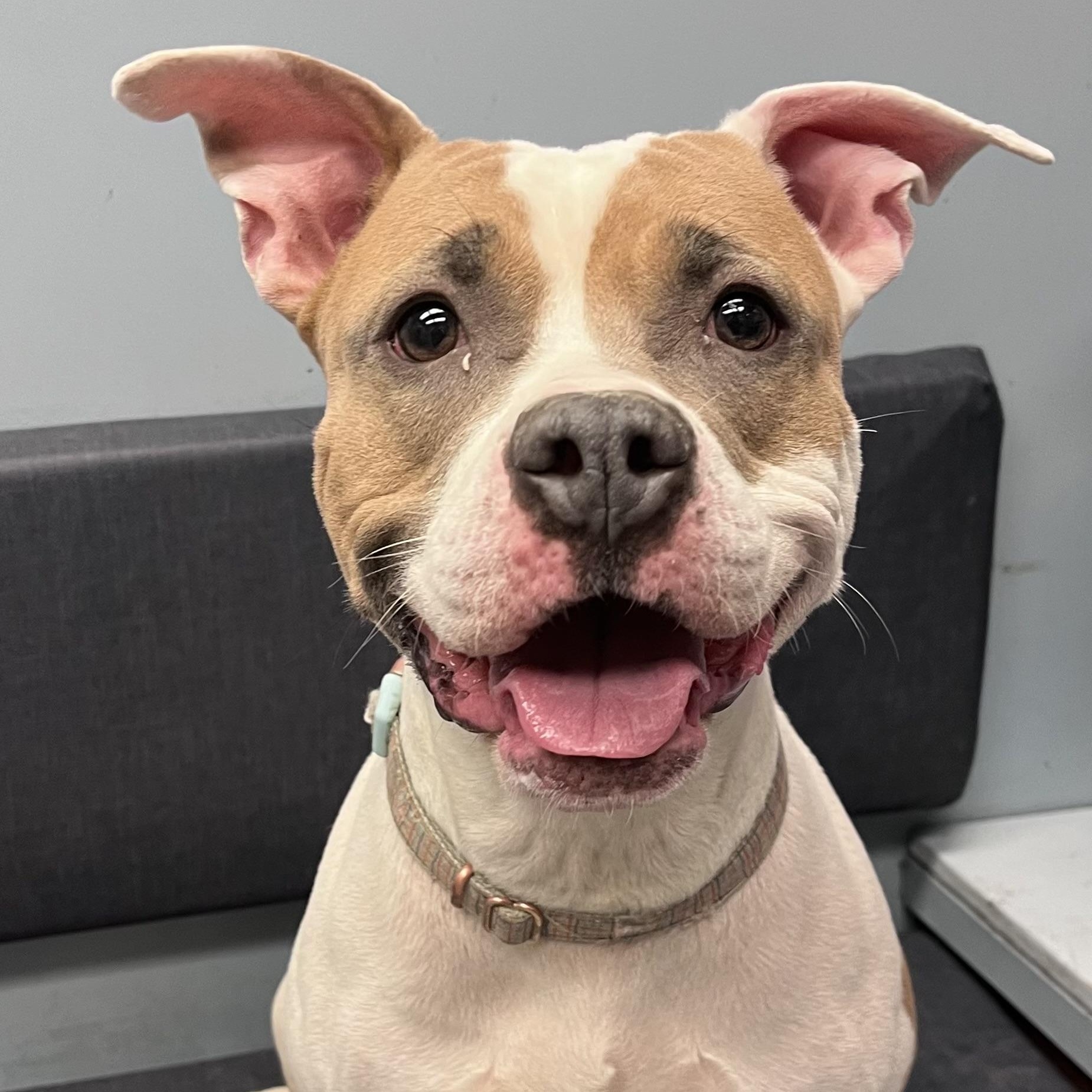 Enlarge Maribel , an adopted mixed breed in Buffalo, NY image 1/6