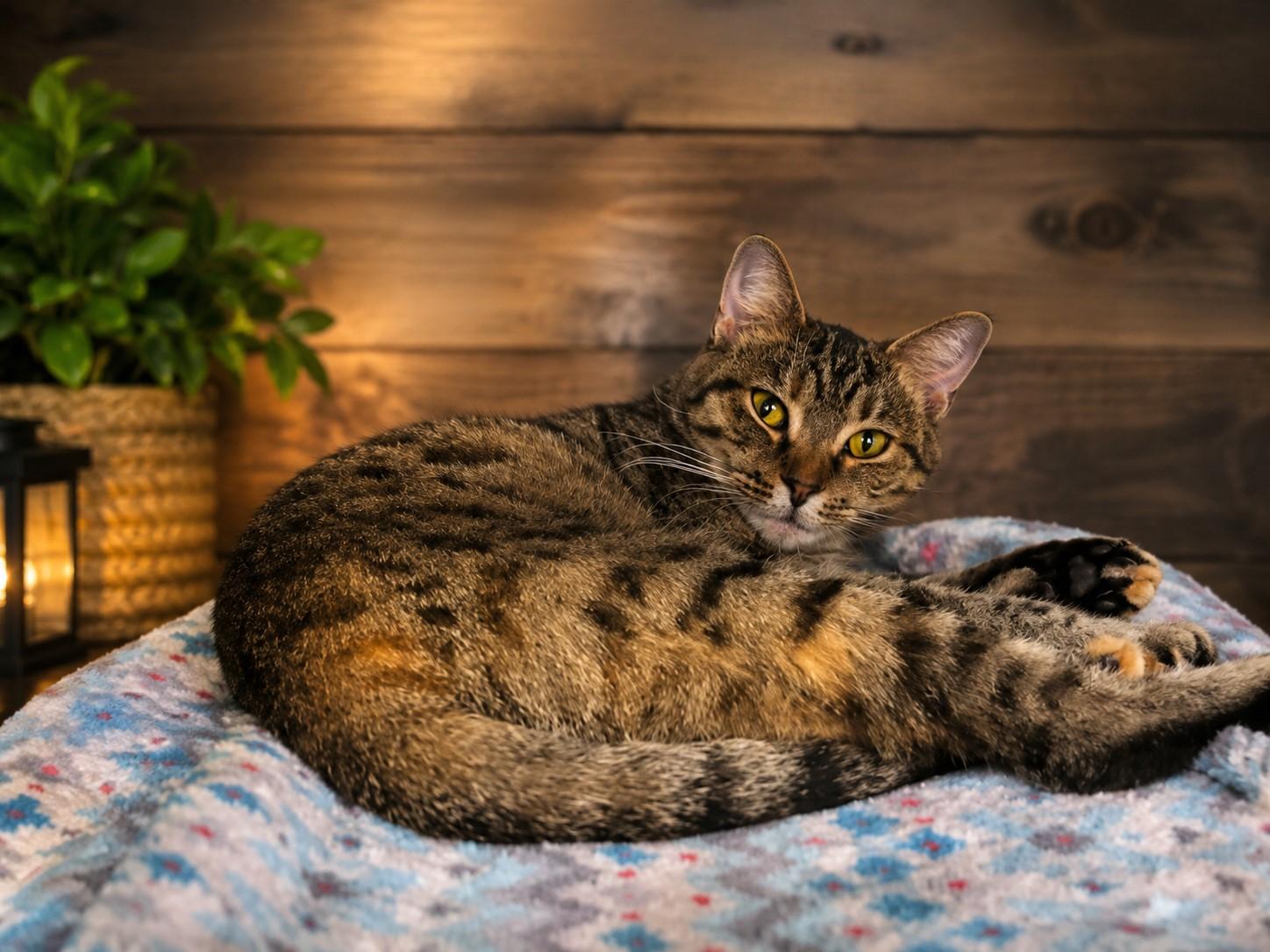 Depra, adopted, Adult Female Torbie & Domestic Short Hair.