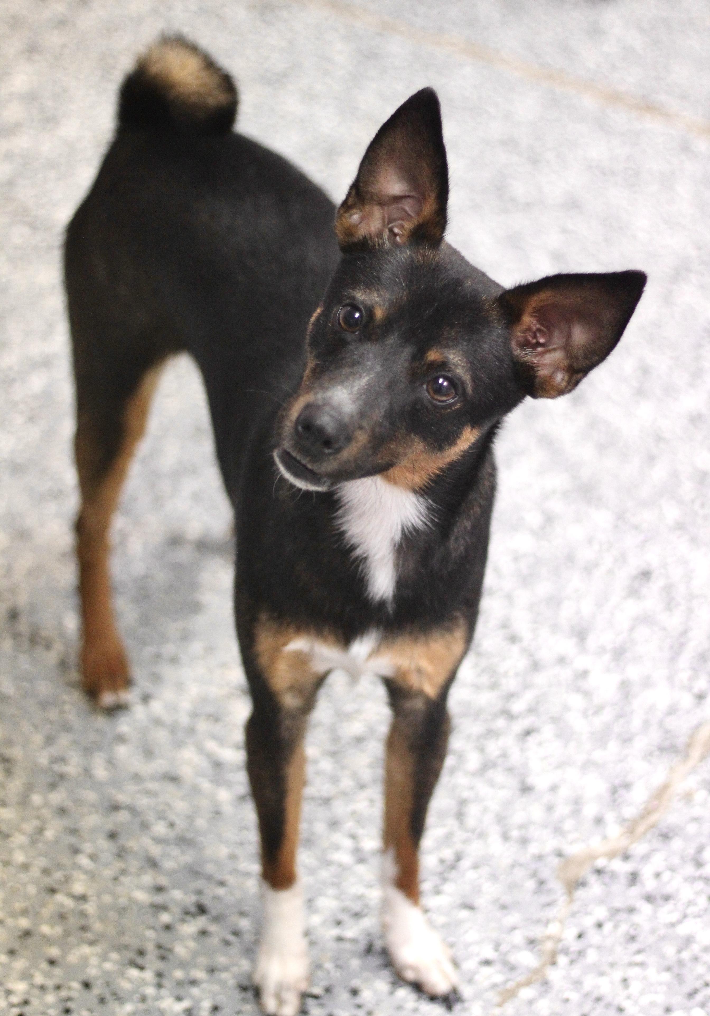 Remy in NH! Come Meet our Adoptable Dogs Wednesday-Saturday. More info in Bio!