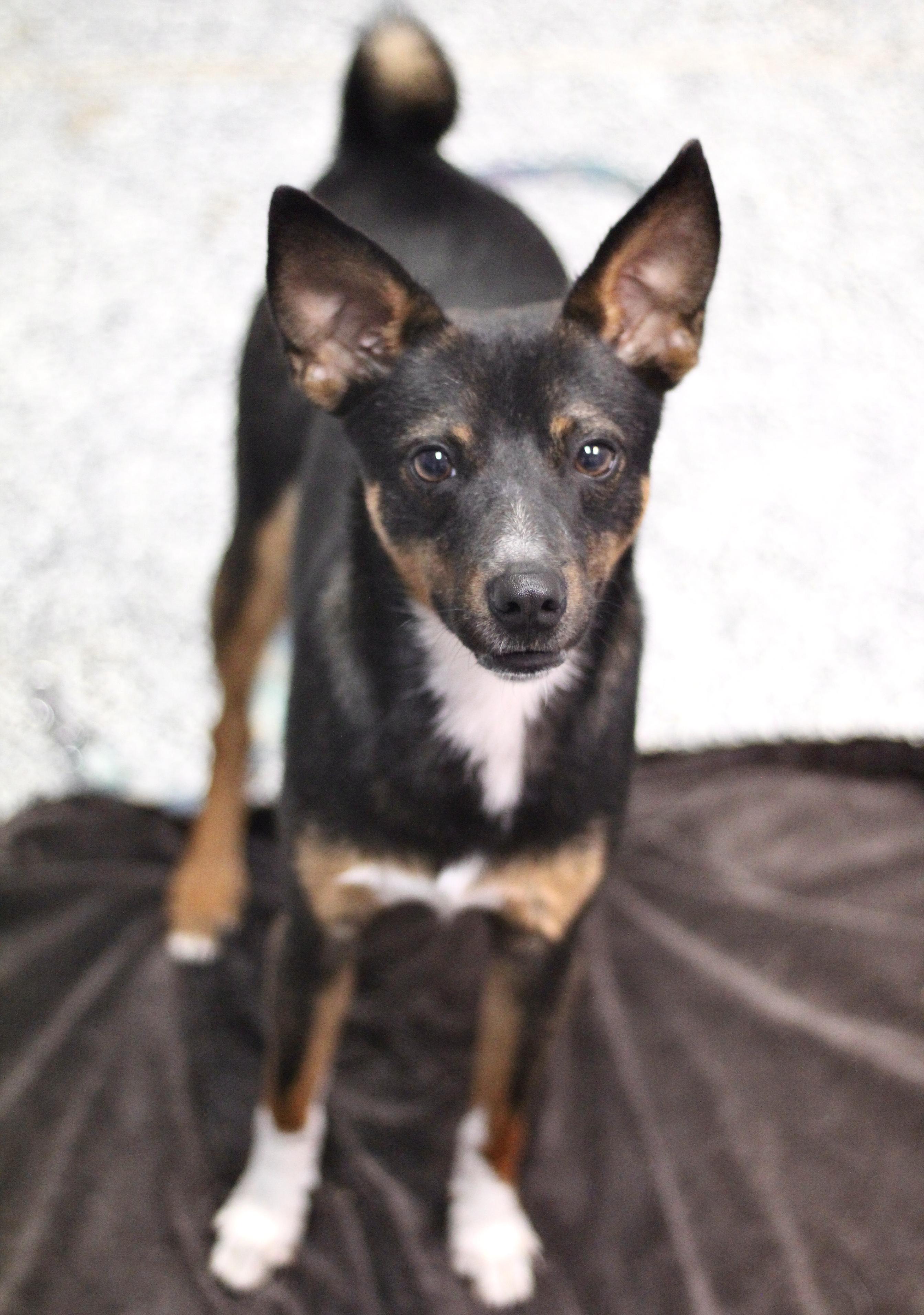 ($300 Adoption Fee) Remy in NH! Come Meet our Adoptable Dogs Wednesday-Saturday. More info in Bio!