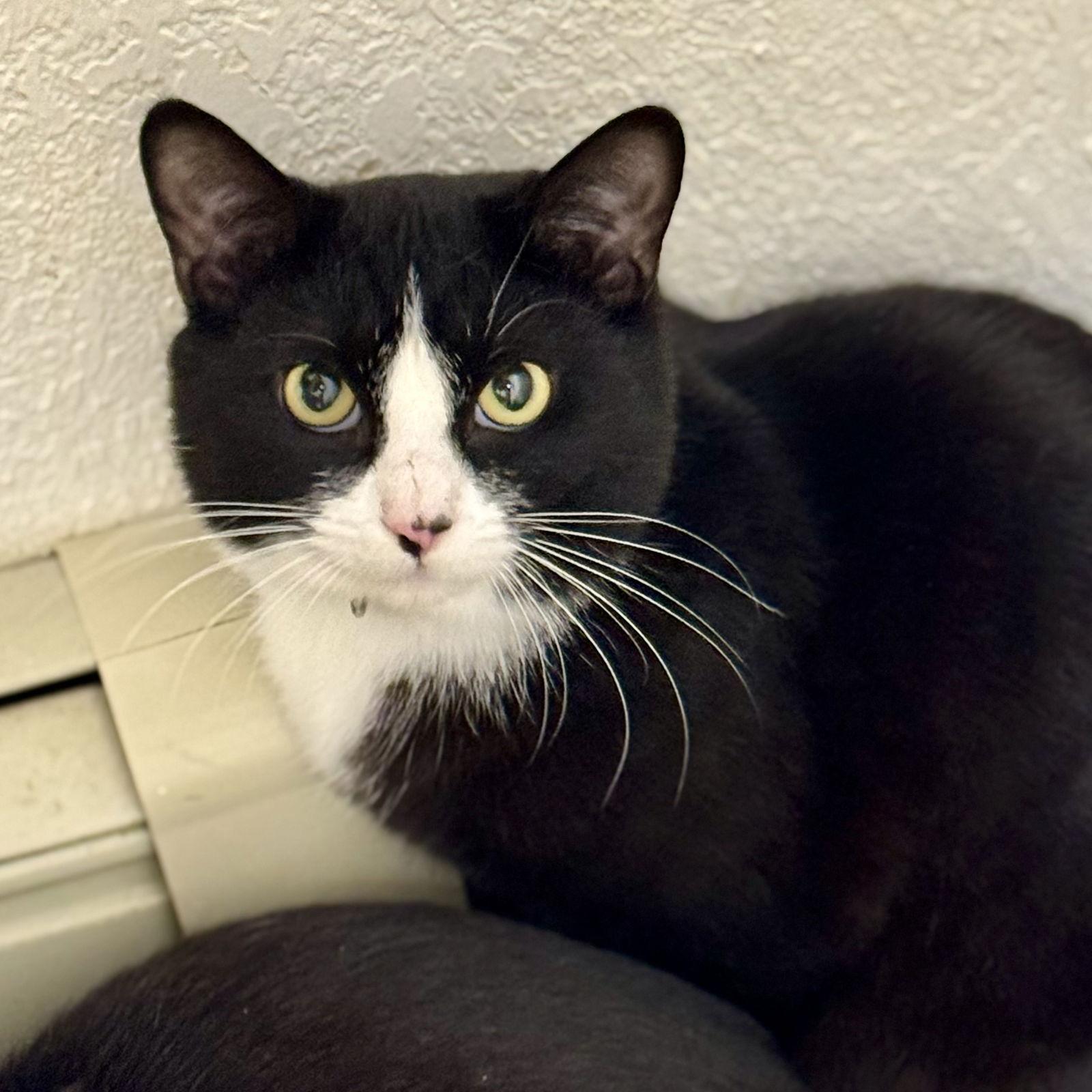 Enlarge Scottie, a Adoptable mixed breed in Winchendon, MA image 1/3