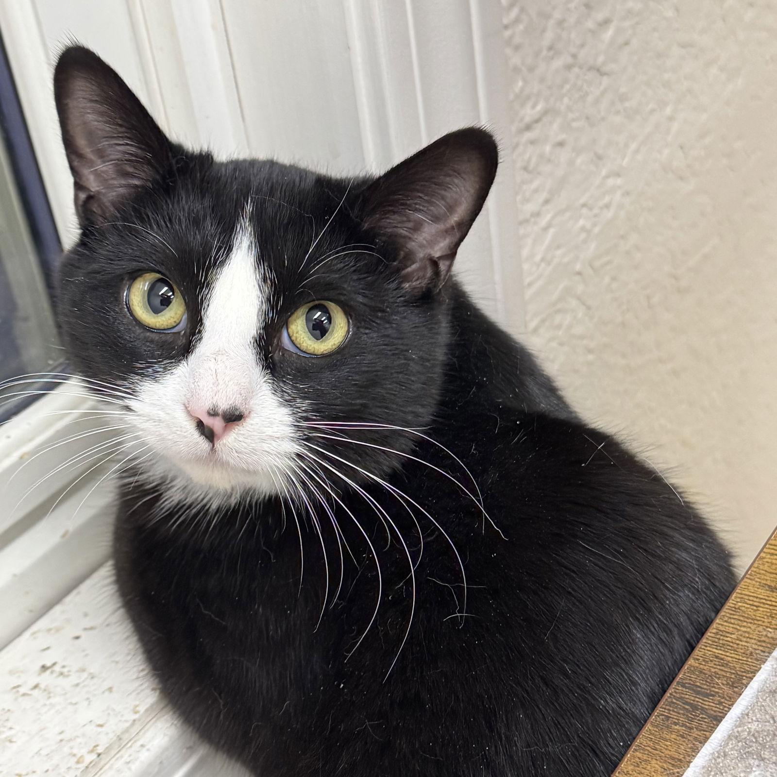 Enlarge Scottie, a Adoptable mixed breed in Winchendon, MA image 2/3