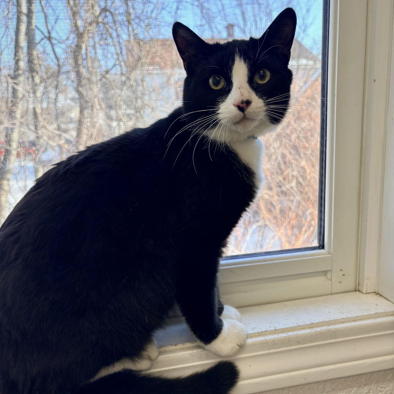 Enlarge Scottie, a Adoptable mixed breed in Winchendon, MA image 3/3