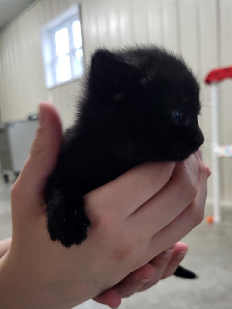 Stormy, Adoptable, Kitten Female Domestic Short Hair.
