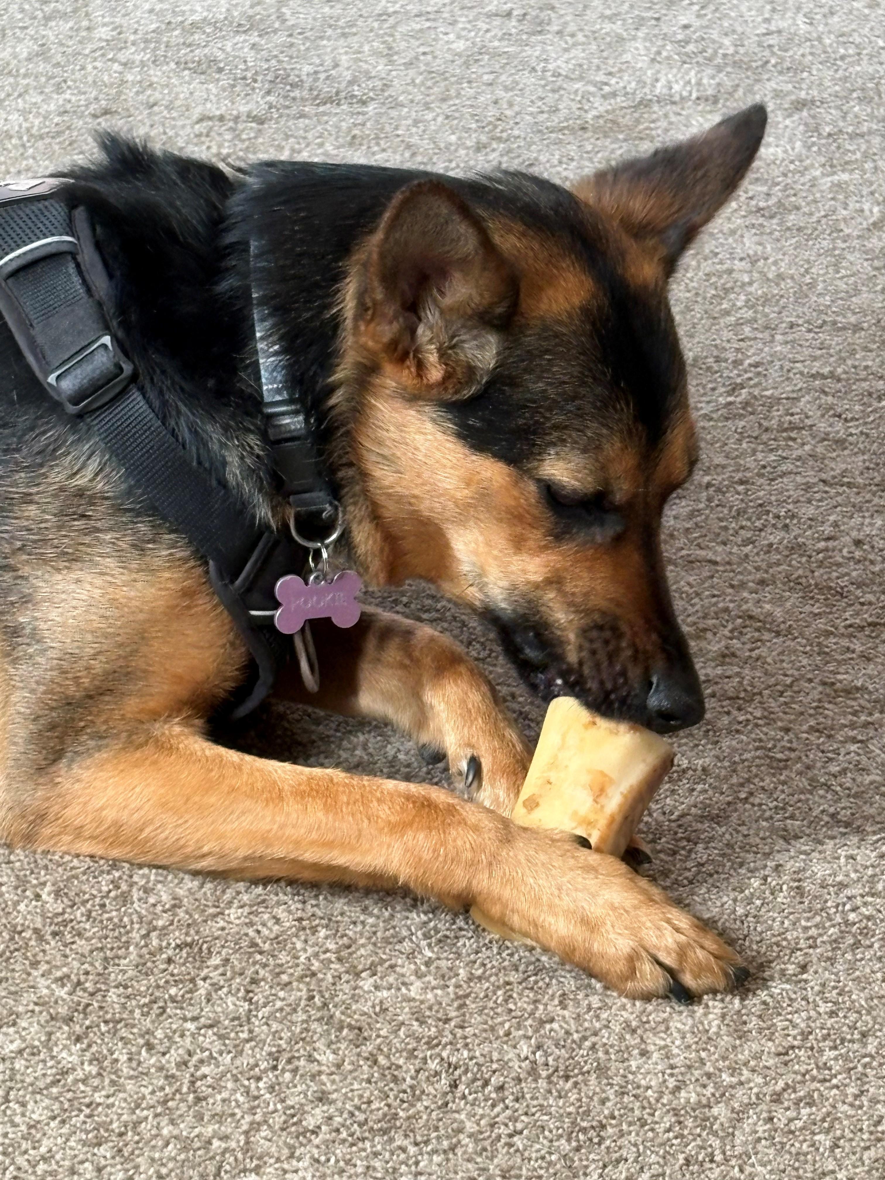 Enlarge Pookie, a ADOPTABLE Shepherd in Lodi, CA image 3/5