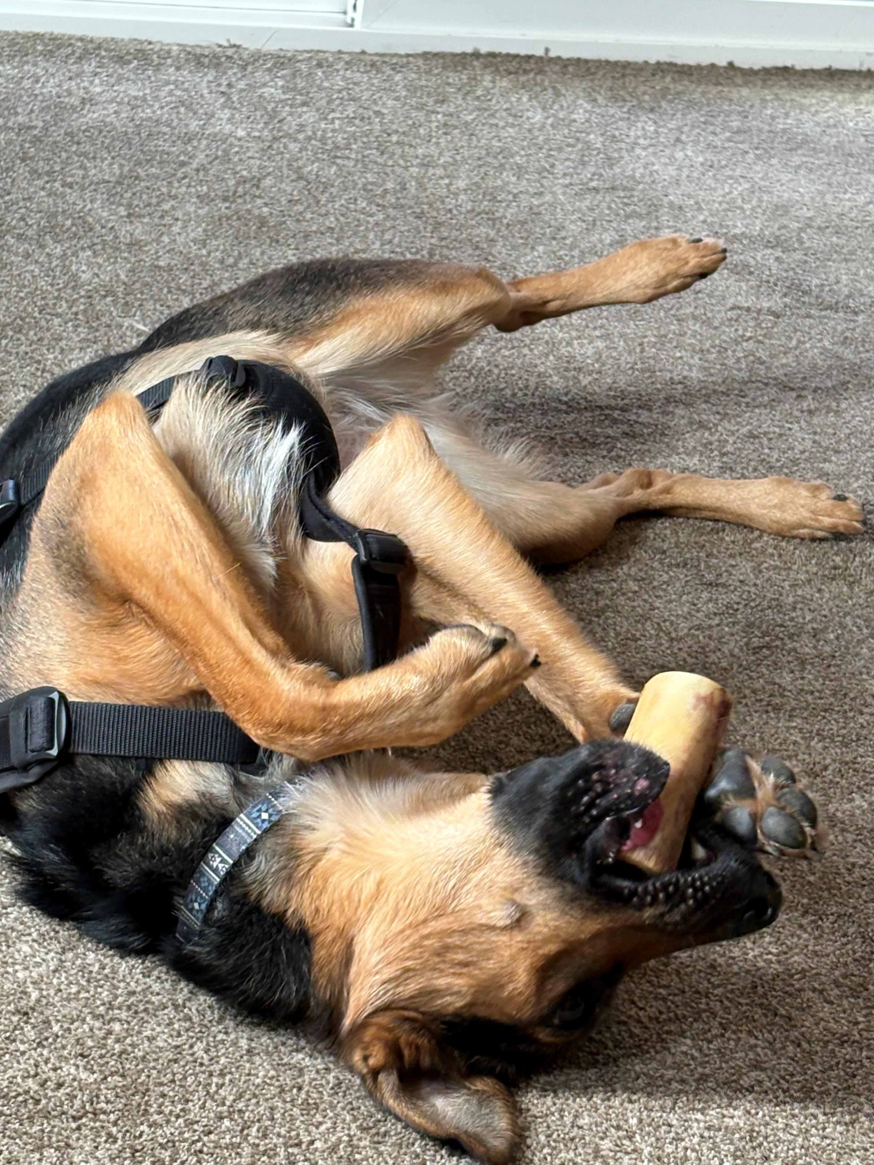 Enlarge Pookie, a ADOPTABLE Shepherd in Lodi, CA image 2/5