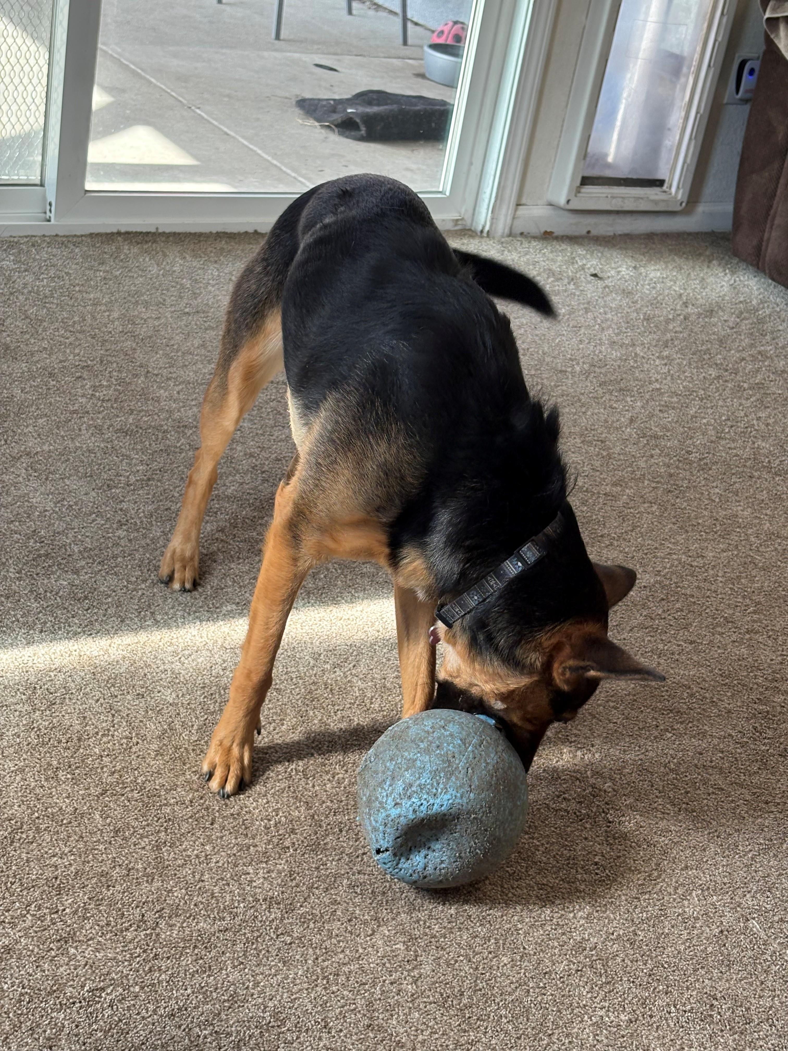 Enlarge Pookie, a ADOPTABLE Shepherd in Lodi, CA image 4/5