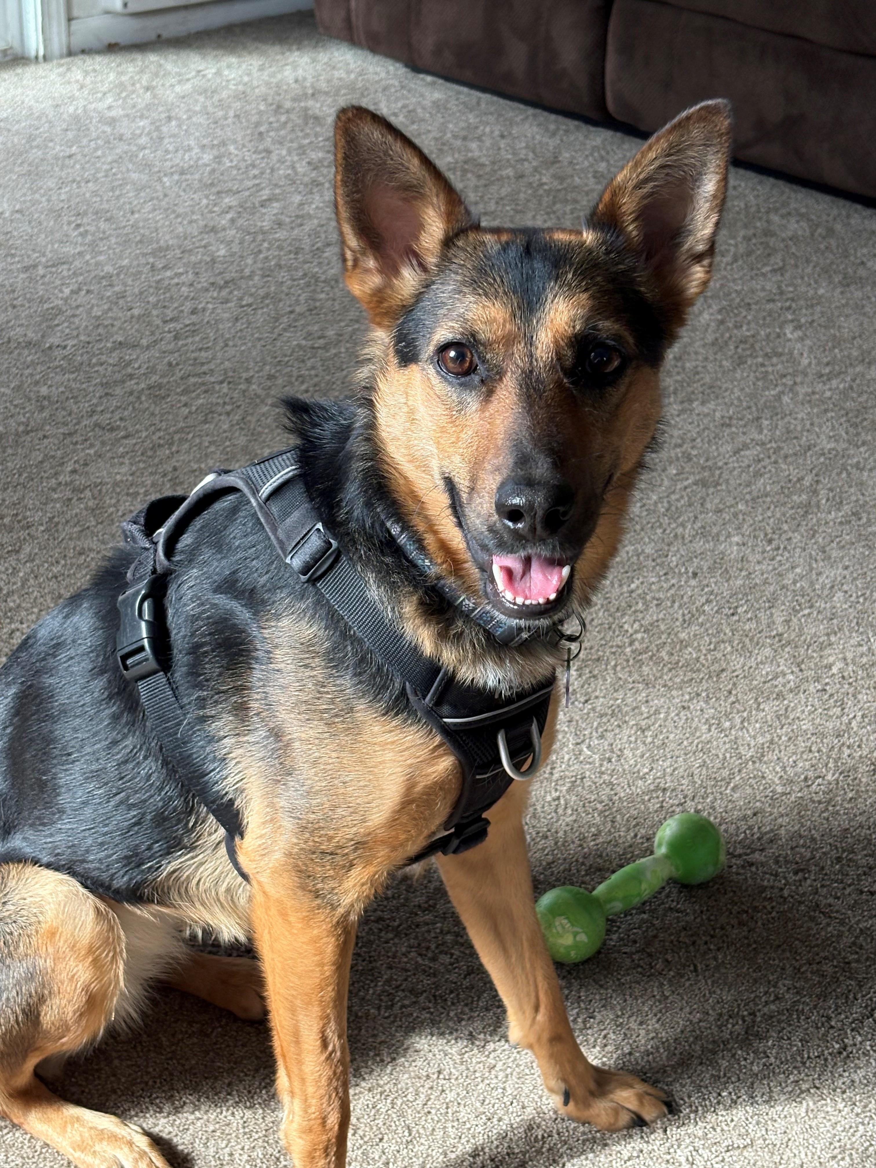 Enlarge Pookie, a ADOPTABLE Shepherd in Lodi, CA image 5/5