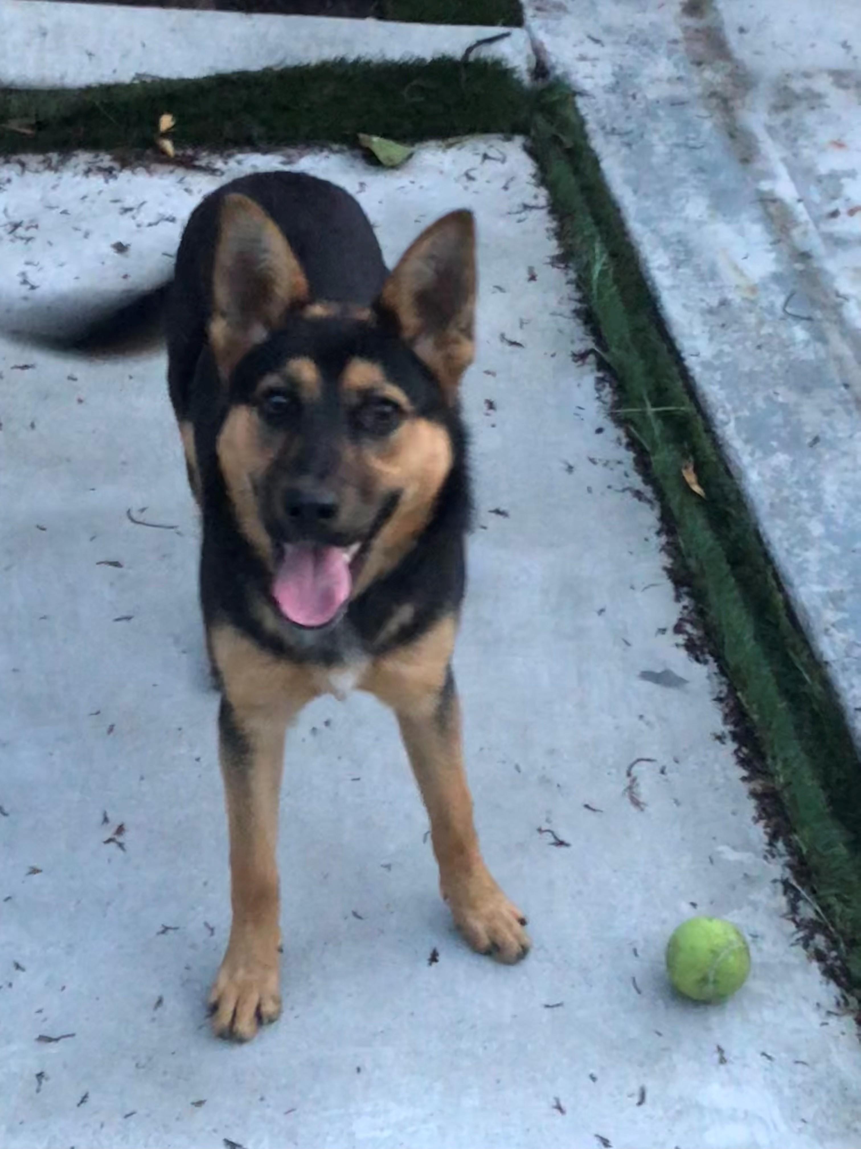 Enlarge Pookie, a ADOPTABLE Shepherd in Lodi, CA image 1/5