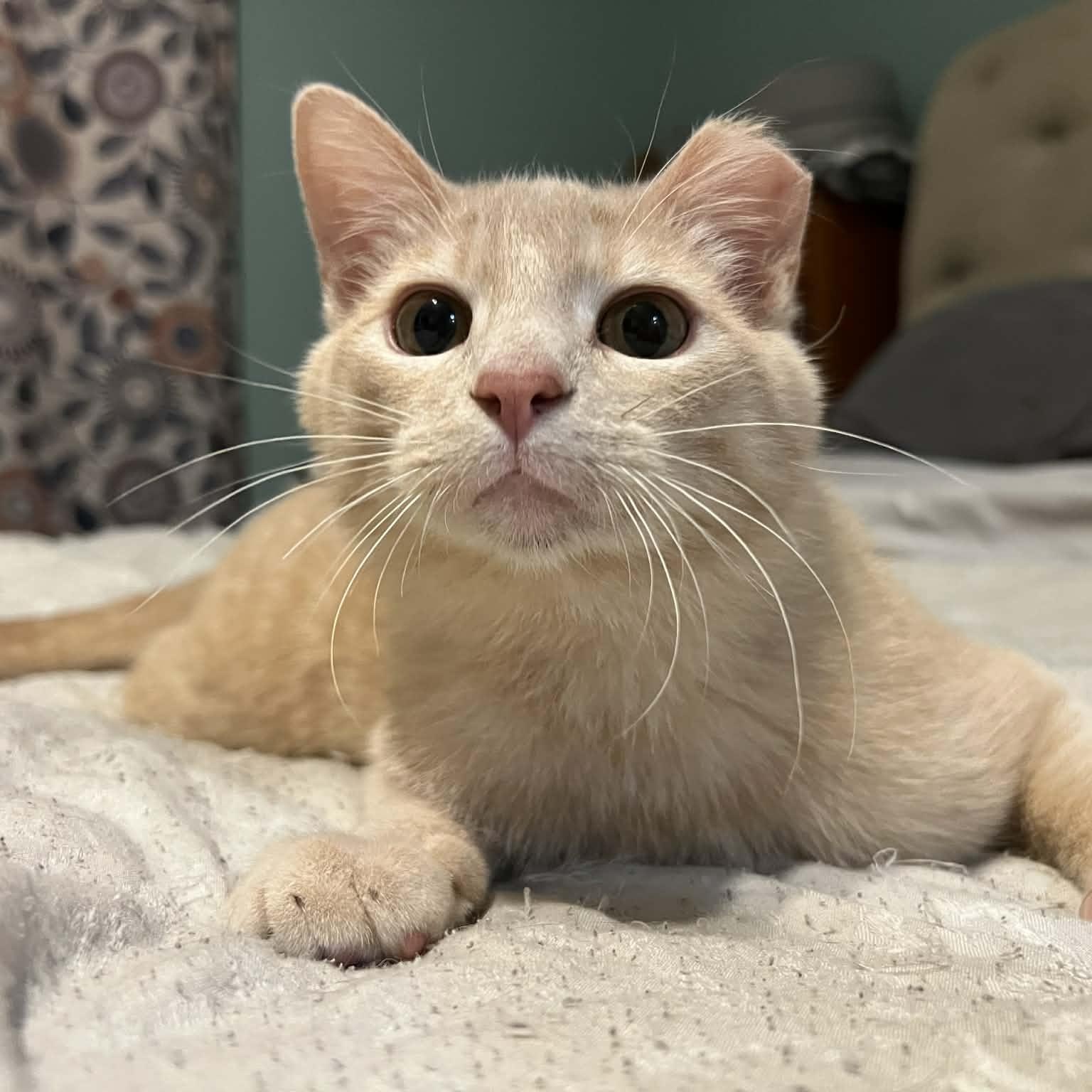 Lennon, an adopted Domestic Short Hair in Sedalia, MO image 1/6