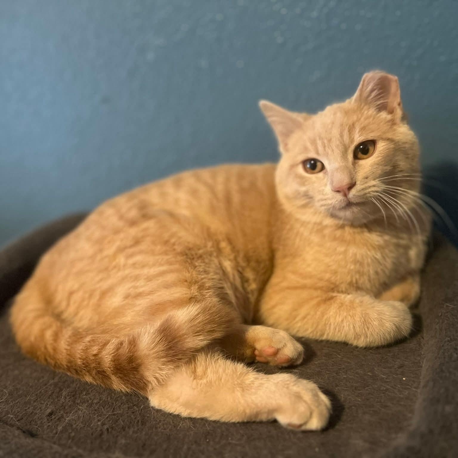 Lennon, ADOPTABLE, Kitten Male Domestic Short Hair.