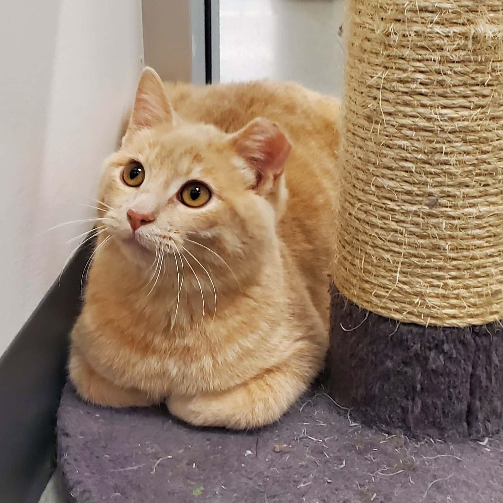 Enlarge Lennon, a ADOPTABLE Domestic Short Hair in Sedalia, MO image 4/4