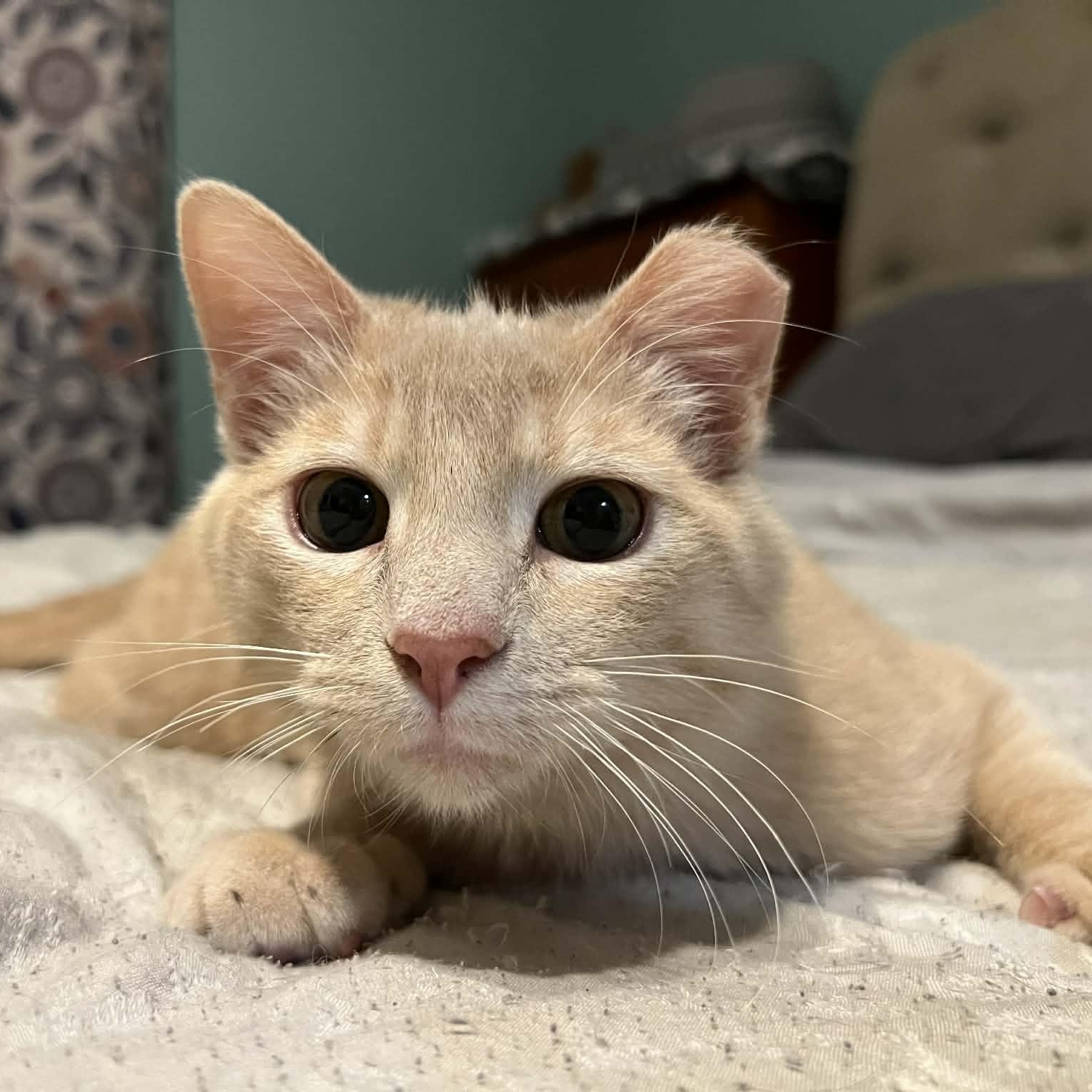 Lennon, an adopted Domestic Short Hair in Sedalia, MO image 6/6