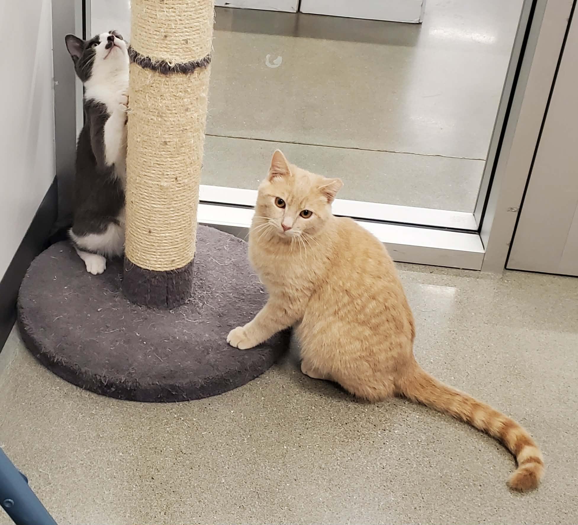 Enlarge Lennon, a ADOPTABLE Domestic Short Hair in Sedalia, MO image 2/4