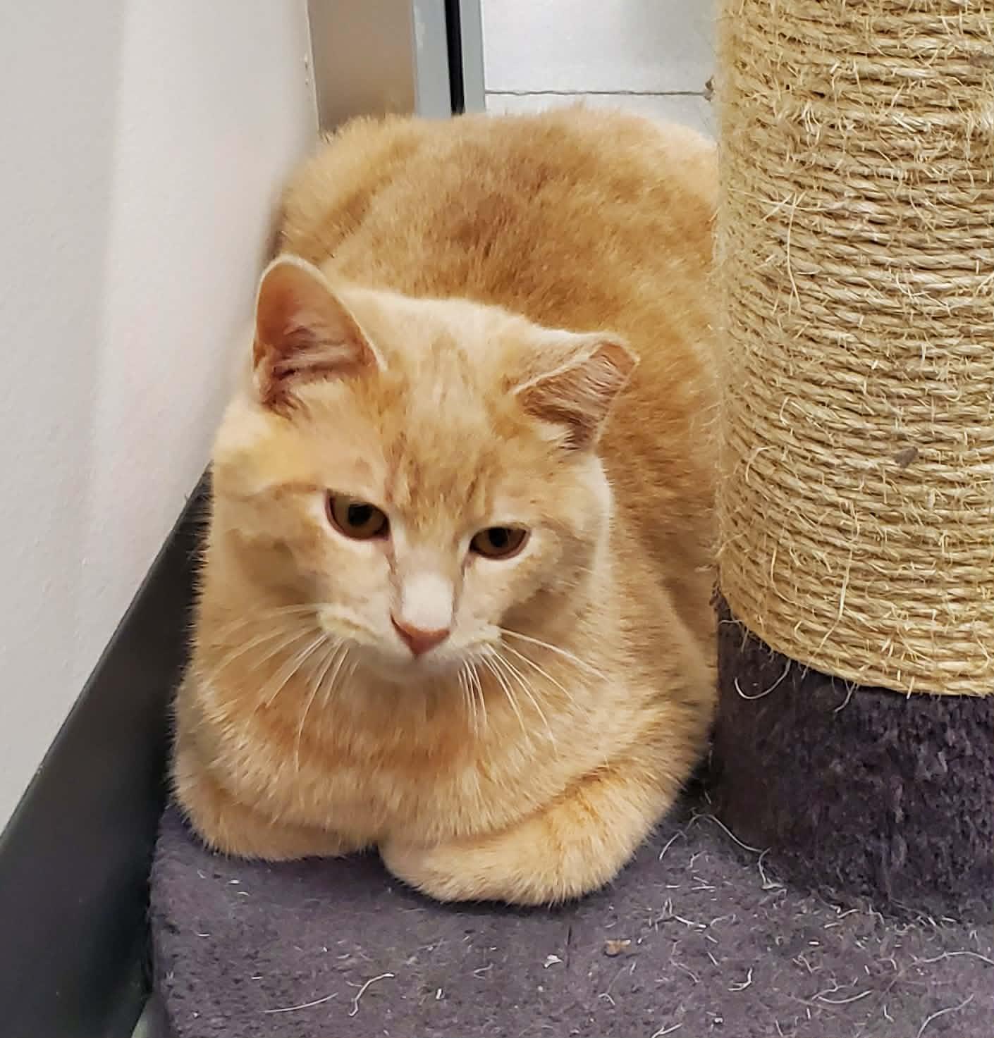 Enlarge Lennon, a ADOPTABLE Domestic Short Hair in Sedalia, MO image 3/4