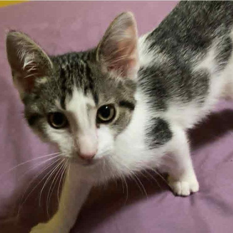Spoon, adopted, Kitten Female Domestic Short Hair.
