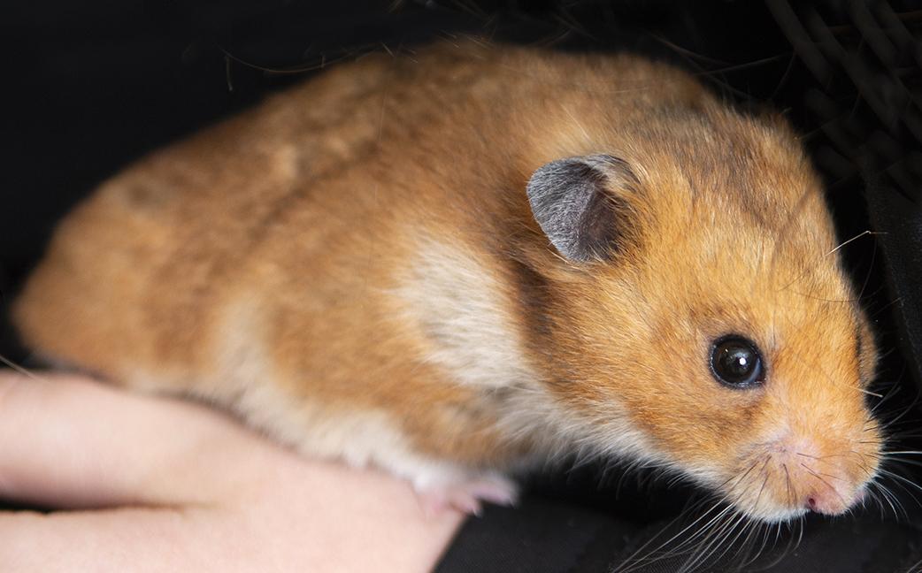 Enlarge Strawberry Hamster, a ADOPTABLE mixed breed in Chicago, IL image 6/6