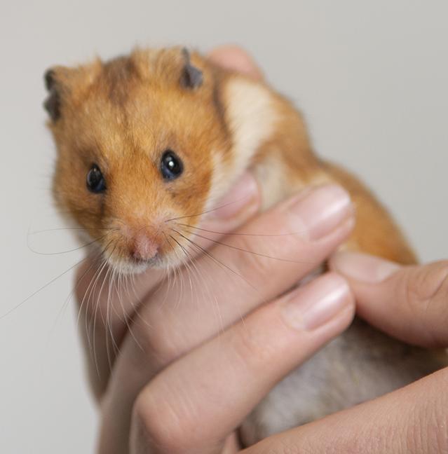 Enlarge Strawberry Hamster, a ADOPTABLE mixed breed in Chicago, IL image 1/6