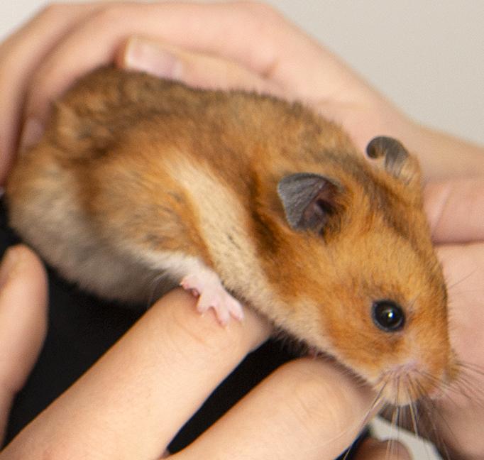 Enlarge Strawberry Hamster, a ADOPTABLE mixed breed in Chicago, IL image 5/6