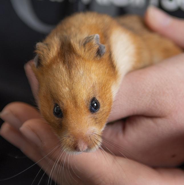 Enlarge Strawberry Hamster, a ADOPTABLE mixed breed in Chicago, IL image 2/6