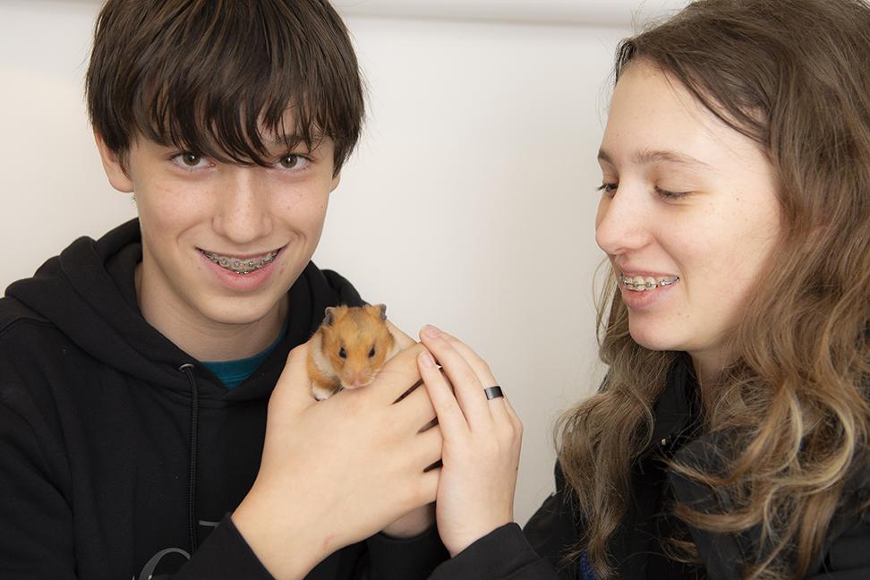 Enlarge Strawberry Hamster, a ADOPTABLE mixed breed in Chicago, IL image 4/6