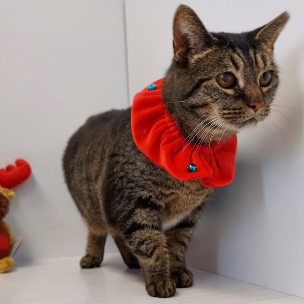 Enlarge Apple Dumpling, a Adoptable Domestic Short Hair in Dayton, OH image 1/4