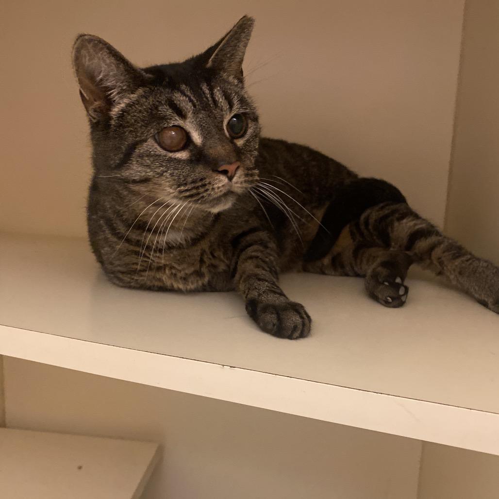 Enlarge Apple Dumpling, a Adoptable Domestic Short Hair in Dayton, OH image 2/4