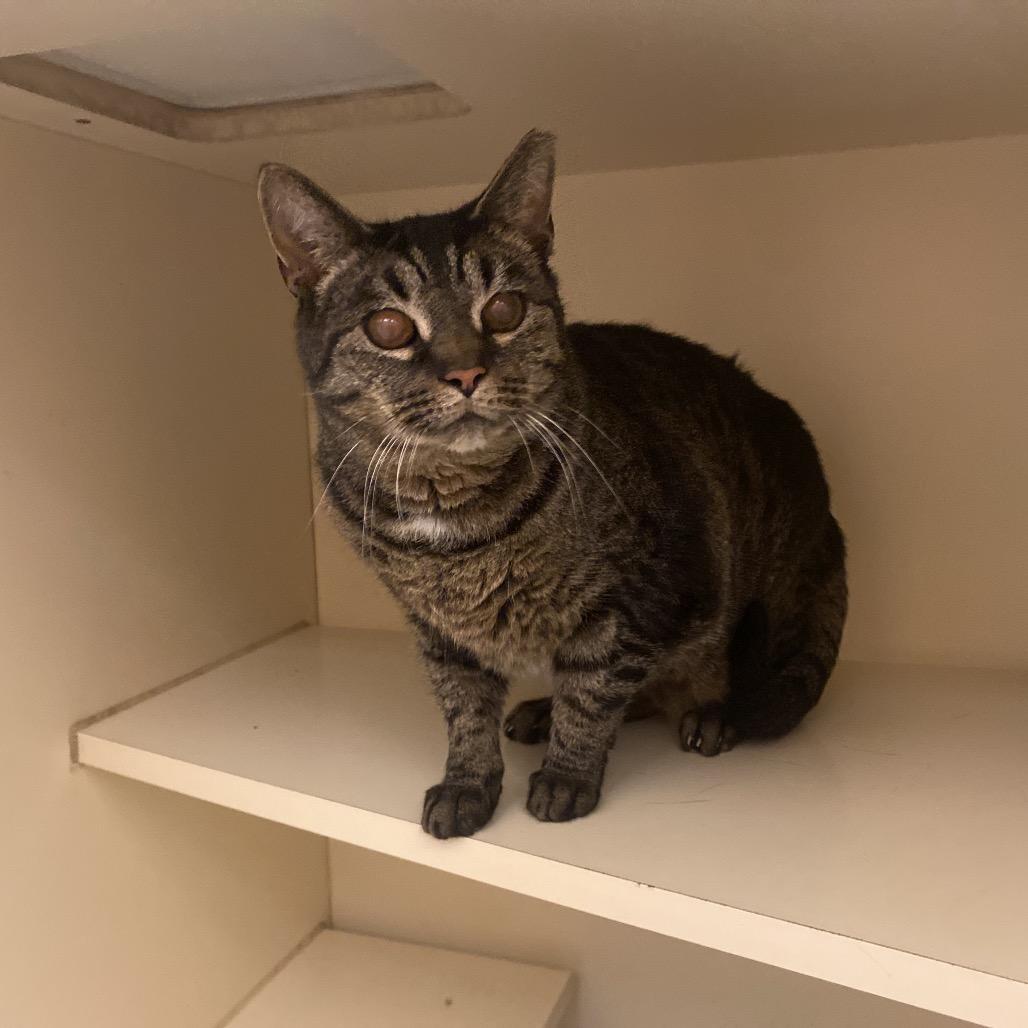 Enlarge Apple Dumpling, a Adoptable Domestic Short Hair in Dayton, OH image 3/4