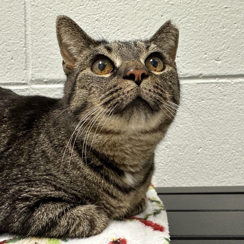 Enlarge Apple Dumpling, a Adoptable Domestic Short Hair in Dayton, OH image 4/6