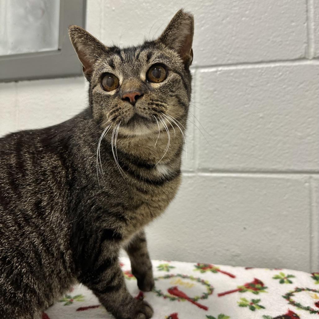 Enlarge Apple Dumpling, a Adoptable Domestic Short Hair in Dayton, OH image 5/6