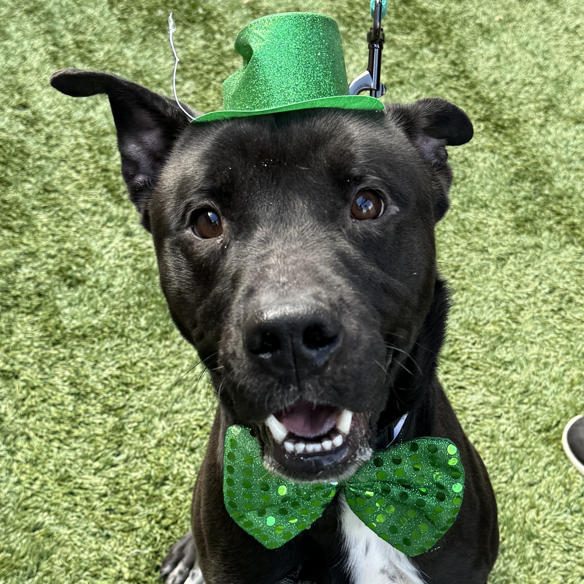 Dog for adoption Ahoy Matey ! This Pirate will steal your heart