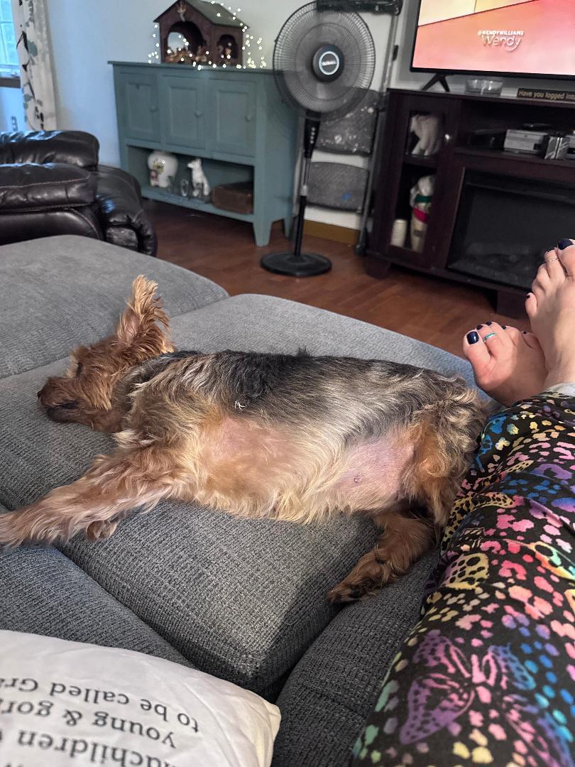 Enlarge Chloe - Cross post, an adopted Yorkshire Terrier in Pelham, NH image 5/5