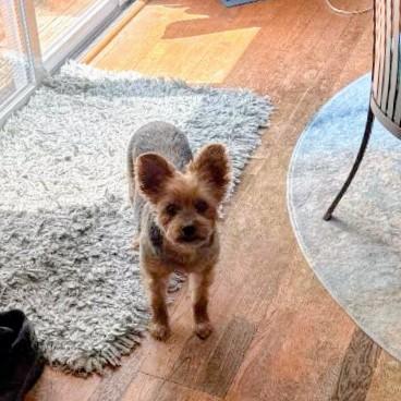 Enlarge Chloe - Cross post, an adopted Yorkshire Terrier in Pelham, NH image 4/5