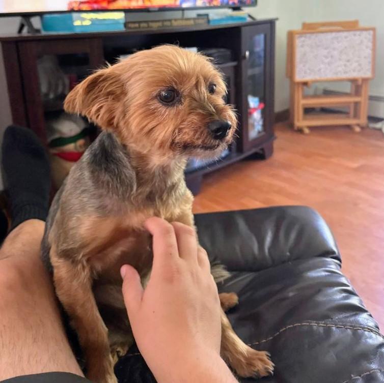 Enlarge Chloe - Cross post, an adopted Yorkshire Terrier in Pelham, NH image 3/5