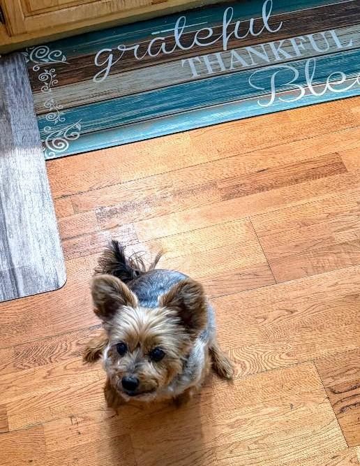 Enlarge Chloe - Cross post, an adopted Yorkshire Terrier in Pelham, NH image 2/5