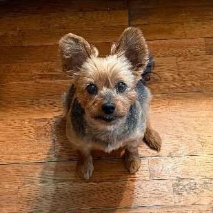 Chloe - Cross post, adopted, Senior Female Yorkshire Terrier.
