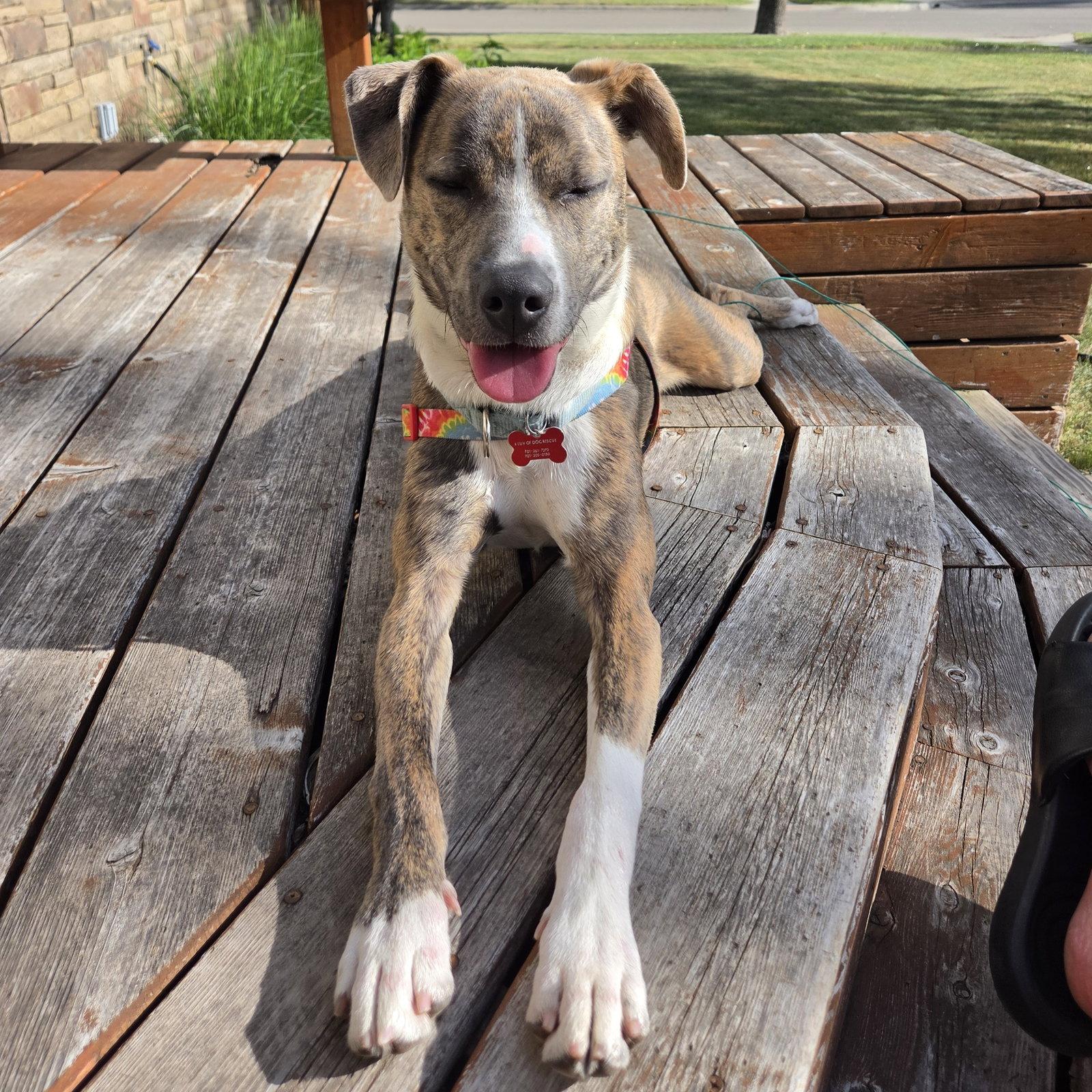 Enlarge Kaiyah, a Adoptable Pit Bull Terrier in Fargo, ND image 1/3