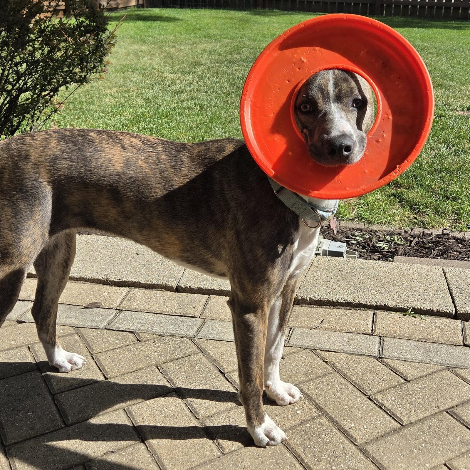 Enlarge Kaiyah, a Adoptable Pit Bull Terrier in Fargo, ND image 2/3