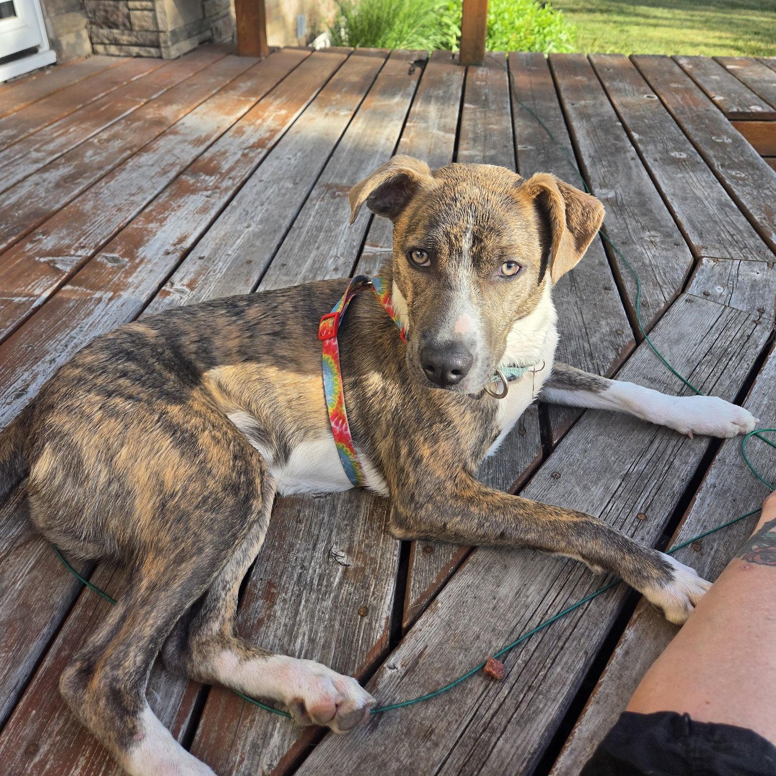 Enlarge Kaiyah, a Adoptable Pit Bull Terrier in Fargo, ND image 3/3