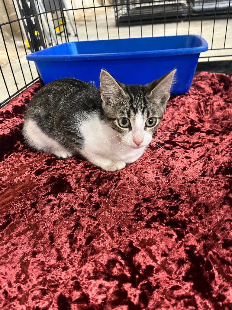 Luke, Adoptable, Kitten Male Domestic Short Hair.