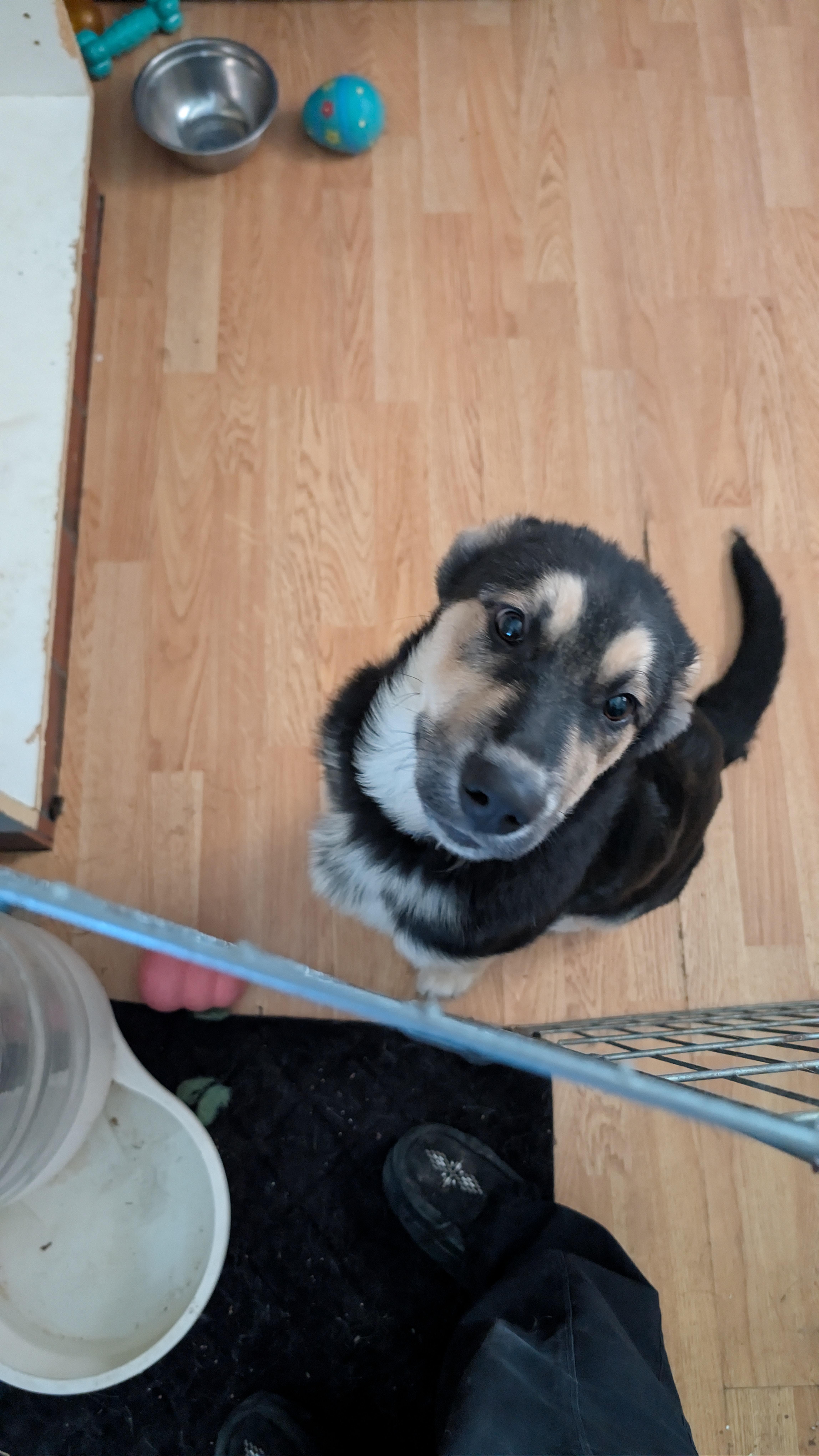 Enlarge Pepe Silvia, a ADOPTABLE Mixed Breed in Saskatoon, SK image 4/5