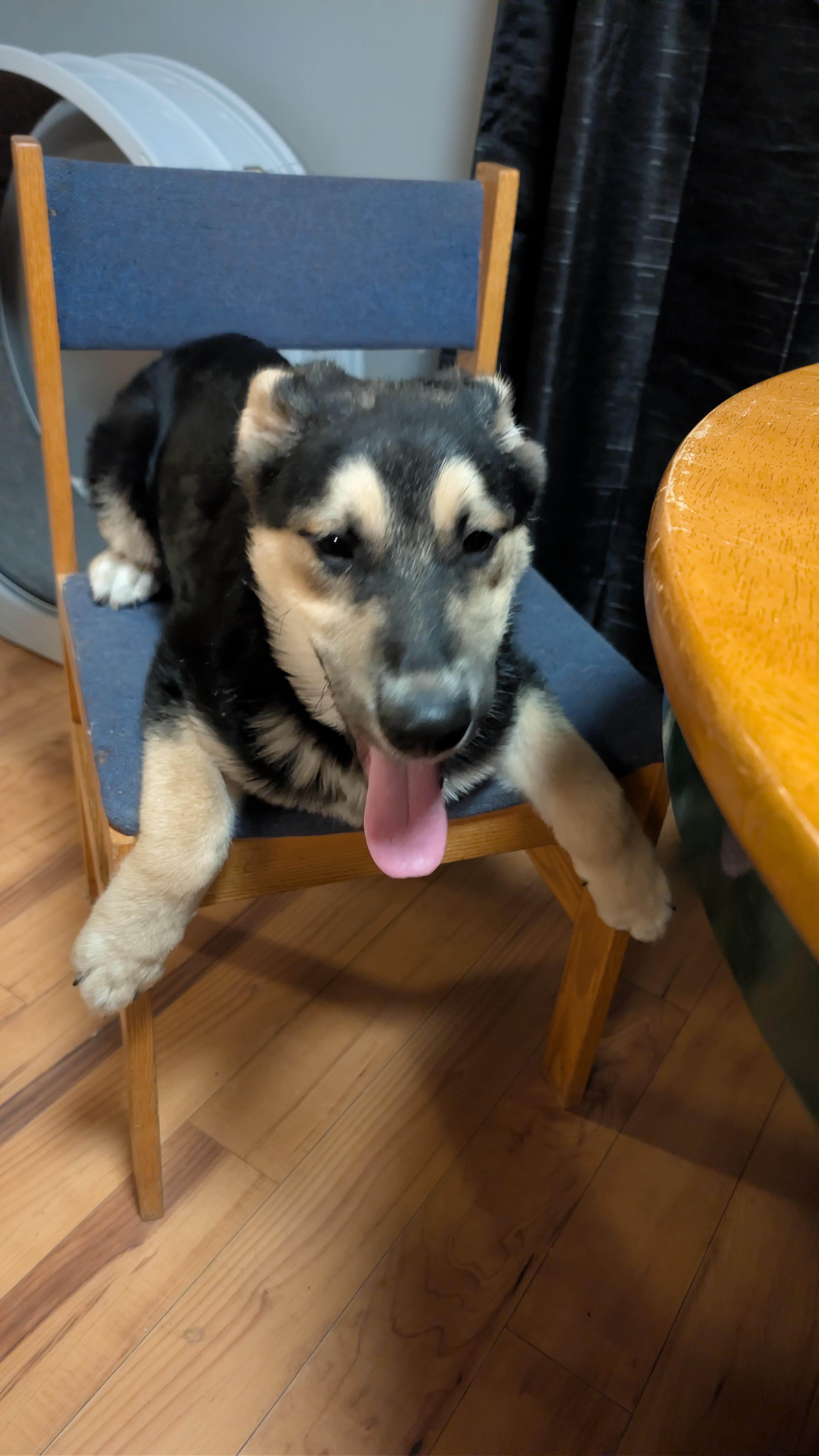 Enlarge Pepe Silvia, a ADOPTABLE Mixed Breed in Saskatoon, SK image 3/5