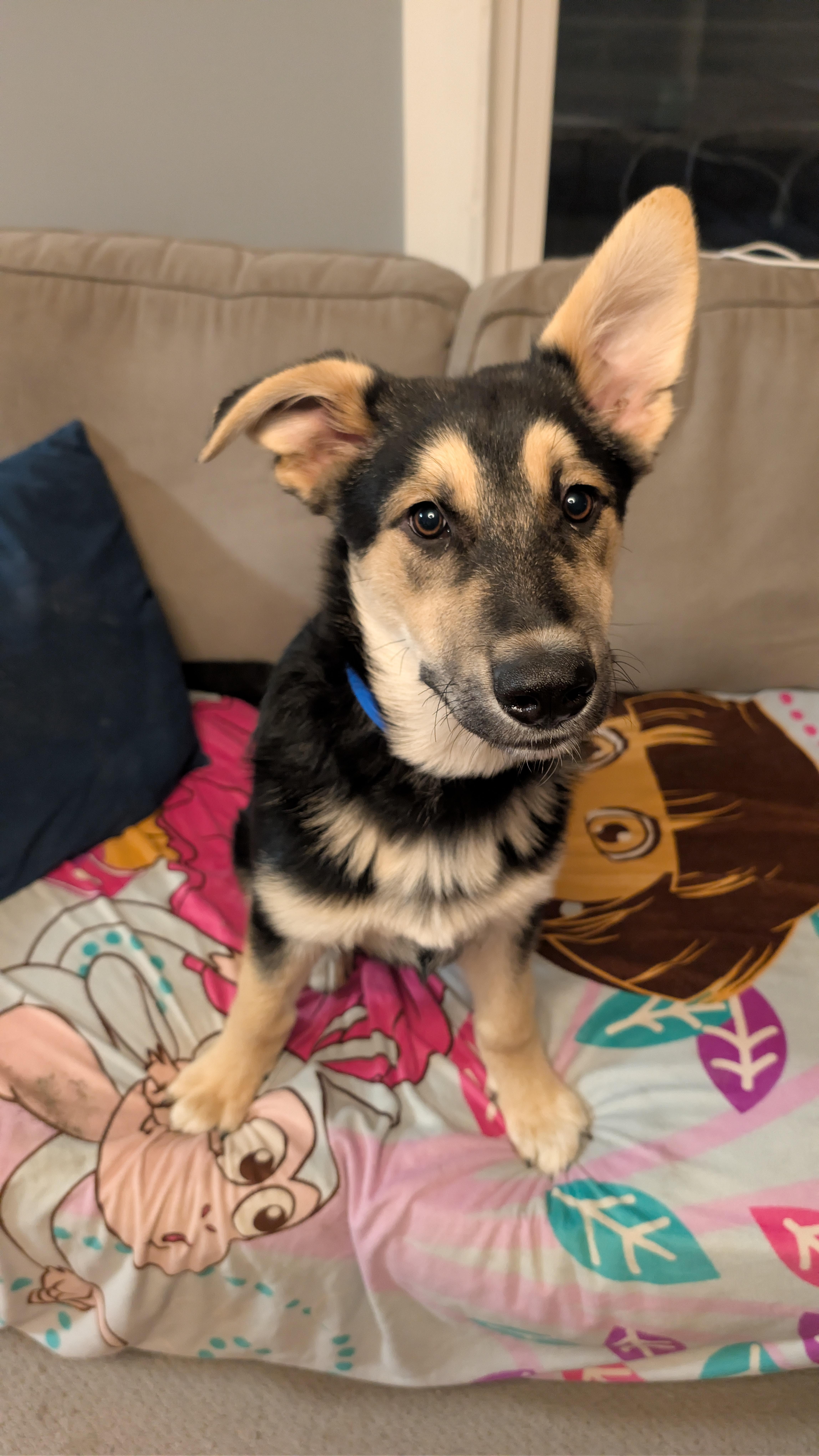 Pepe Silvia, ADOPTABLE, Puppy Male Mixed Breed.