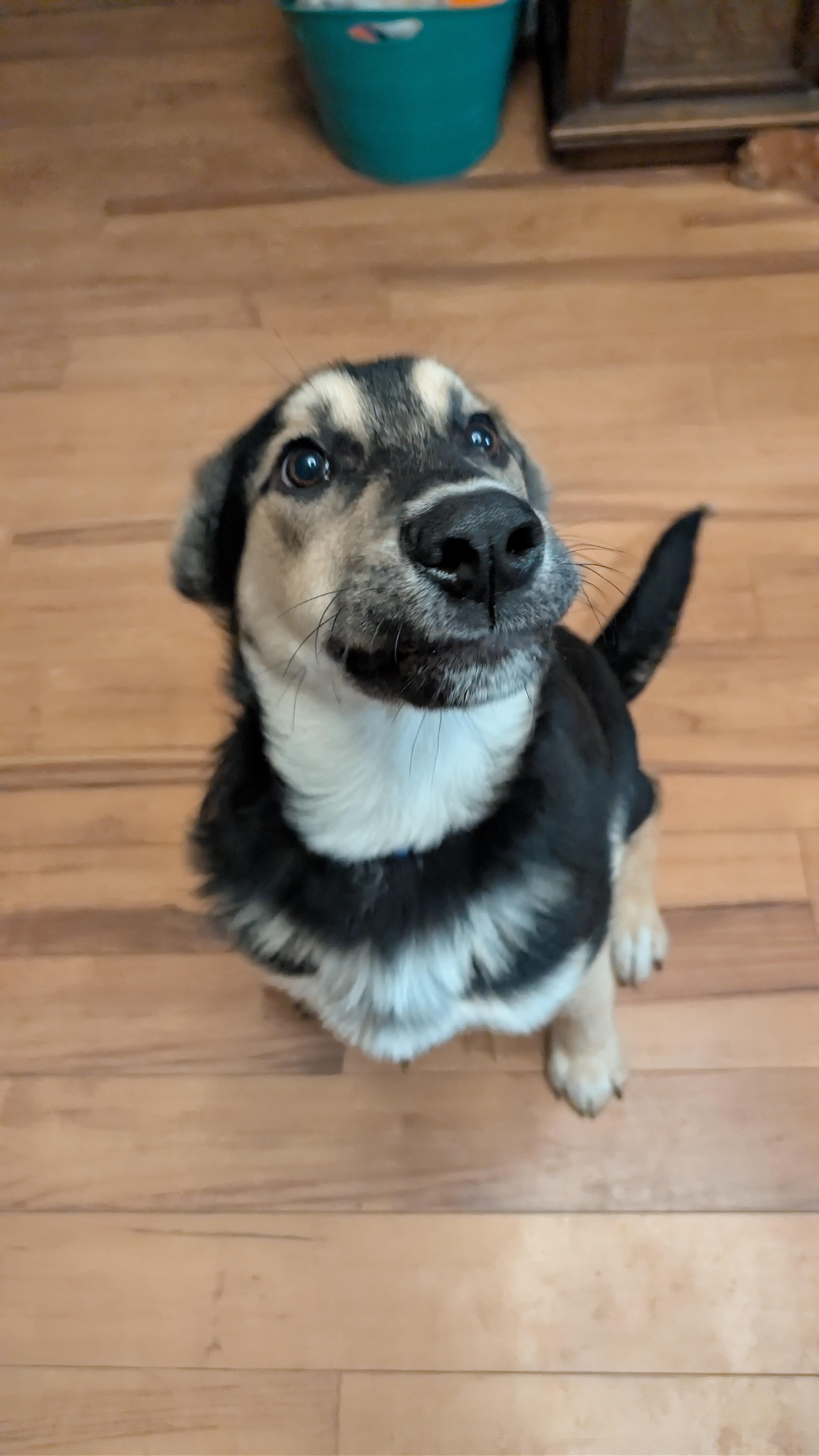 Enlarge Pepe Silvia, a ADOPTABLE Mixed Breed in Saskatoon, SK image 5/5