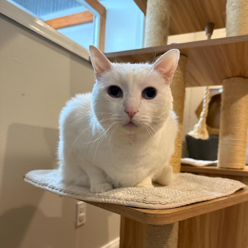 Minion, a Adoptable Domestic Short Hair in Colorado Springs, CO image 1/6