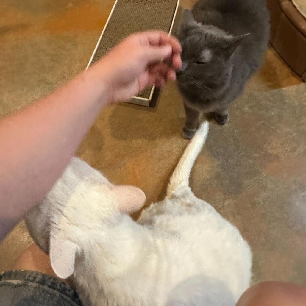 Minion, a Adoptable Domestic Short Hair in Colorado Springs, CO image 2/6