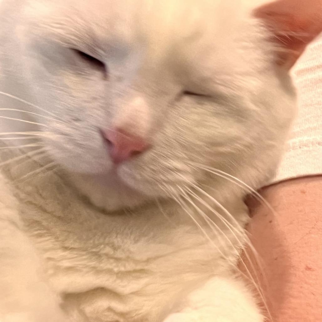 Minion, a Adoptable Domestic Short Hair in Colorado Springs, CO image 3/6